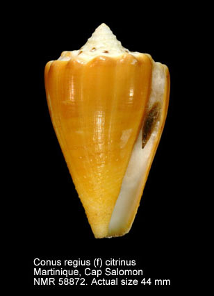 Conus regius (f) citrinus (2).jpg - Conus regius (f) citrinusGmelin,1791